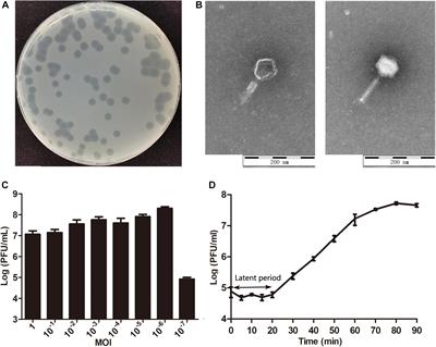 The Yersinia Phage X1 Administered Orally Efficiently Protects a Murine Chronic Enteritis Model Against Yersinia enterocolitica Infection